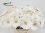 Vollsortiment Gerbera LOBBY - 1 Stiel